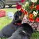 Rottweiler Puppies