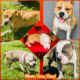 American Staffordshire Terrier Bully UKC/ABR