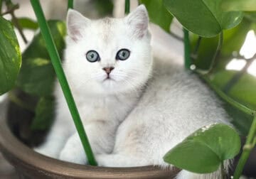 British Shorthair kittens