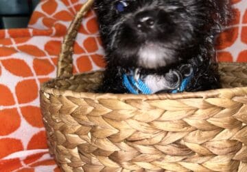 Shih Tzu X Maltese
