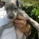 XL American Bully x APBT puppies!