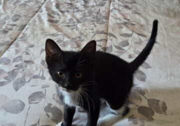 Athena looking for a loving home