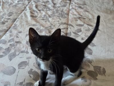 Athena looking for a loving home