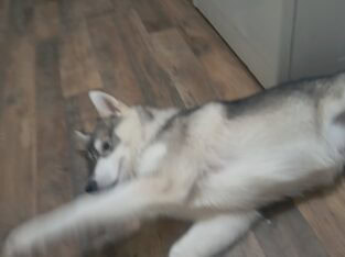 A boy husky for sale