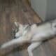 A boy husky for sale