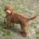 Mini GoldenDoodles