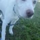 Spayed Border collie/Lab mix