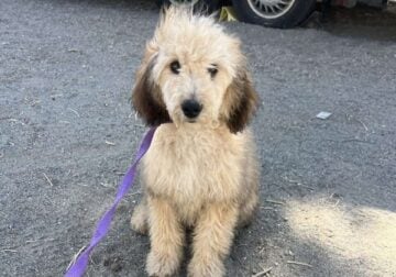 Poodle