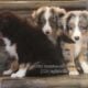 Male miniature Australian shepherds
