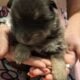 Pomeranian puppies