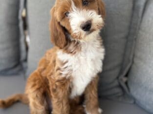 Mini Irish Goldendoodle Puppies
