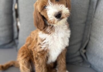 Mini Irish Goldendoodle Puppies