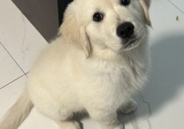 Golden Retriever