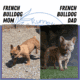 AKC FRENCH BULLDOG PUPS BORN MAY 07