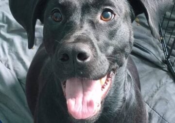 1 1/2 year old lab