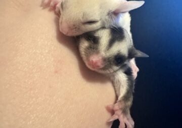 Sugar glider joeys!