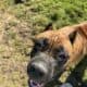 1 year old AKC registered female