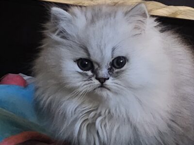 Beautiful Chinchilla Persian Kittens