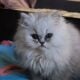 Beautiful Chinchilla Persian Kittens