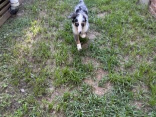 Perp mini aussie