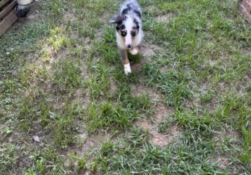 Perp mini aussie