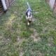 Perp mini aussie