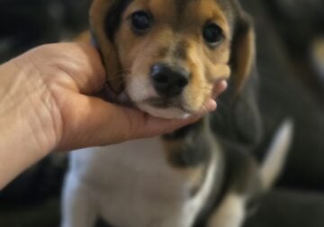 Female beagle pup