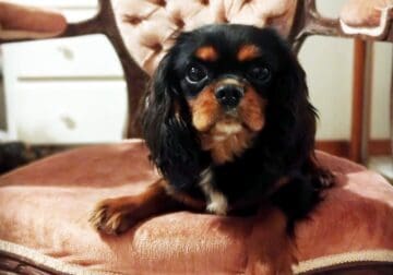 AKC Posie