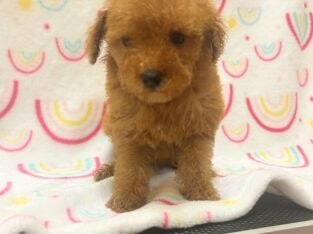 Red mini poodles akc