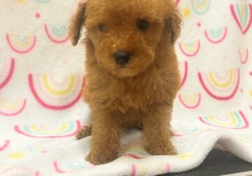 Red mini poodles akc
