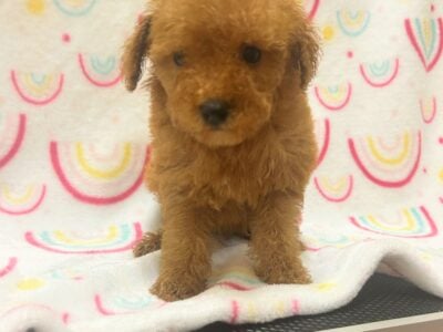 Red mini poodles akc