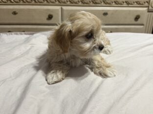 Maltipoo Cocker Spaniel mixed 10 week old puppy