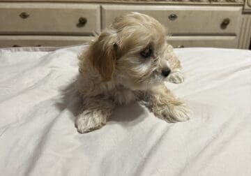 Maltipoo Cocker Spaniel mixed 10 week old puppy