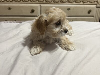 Maltipoo Cocker Spaniel mixed 10 week old puppy