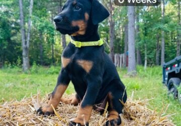 Doberman Puppies black and rust