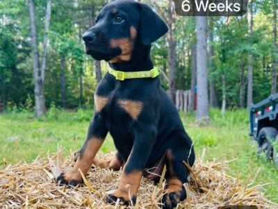 Doberman Puppies black and rust