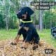 Doberman Puppies black and rust