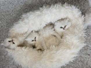 Beautiful Chinchilla Persian Kittens