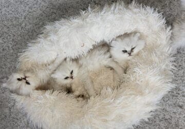 Beautiful Chinchilla Persian Kittens