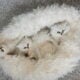 Beautiful Chinchilla Persian Kittens