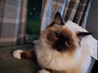 Ragdoll kittens