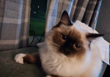 Ragdoll kittens