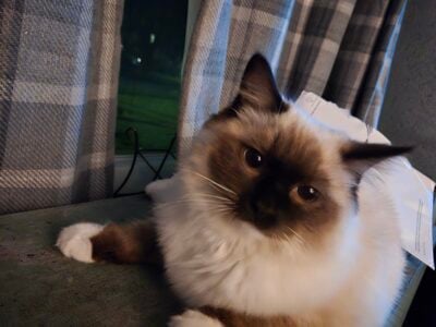 Ragdoll kittens