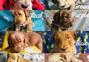 Farrington Goldendoodles