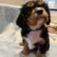 Pure bred King Charles Cavalier Spaniel puppies