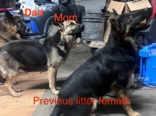 German shepherd puppies