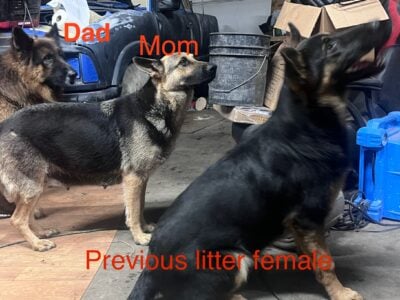 German shepherd puppies