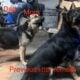 German shepherd puppies