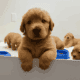 CKC Golden Retriever Puppies – Free Delivery in Fl