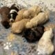 Goldendoodle Puppies